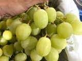 MÁCH BẠN ĐỊA CHỈ MUA NHO XANH ÚC TẠI QUẬN 6