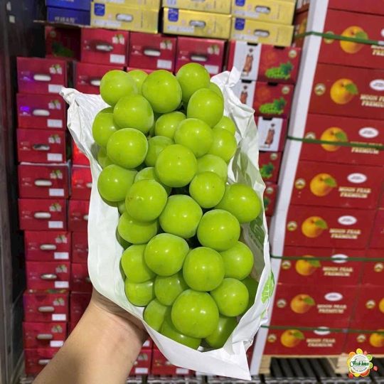 NHO MẪU ĐƠN