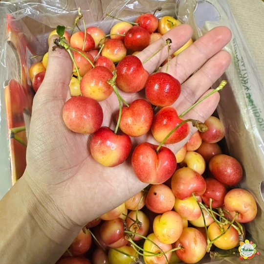 500gram Cherry vàng Mỹ size 8.5