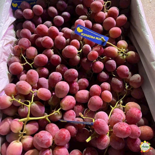 NHO ĐỎ CÓ HẠT ÚC