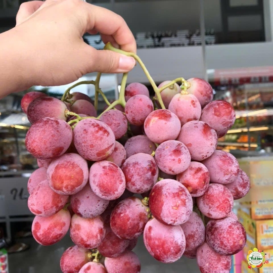NHO ĐỎ CÓ HẠT ÚC