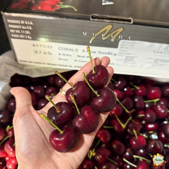 500gram Cherry Mỹ size 8.5