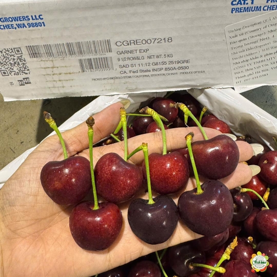 500gr Cherry Mỹ size 9