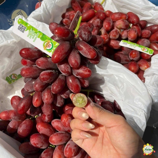 NHO ĐỎ KHÔNG HẠT