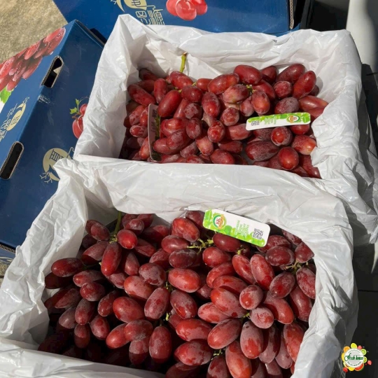 NHO ĐỎ KHÔNG HẠT